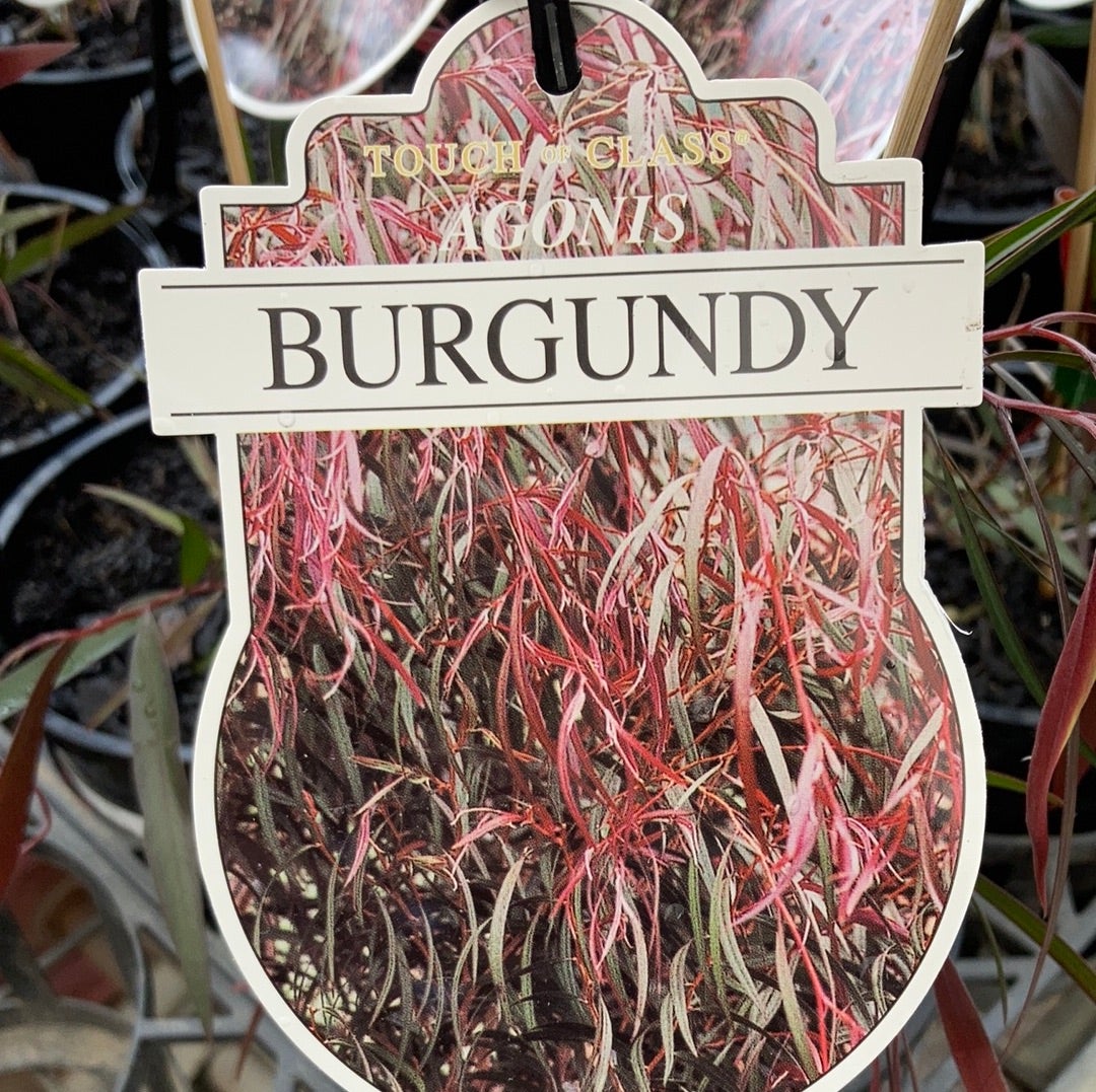 Agonis flexuosa 'Burgundy' 20cm