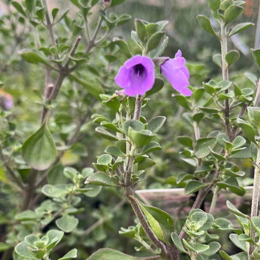 Prostanthera rotundifolia 'Round Leaf Mint' 14cm