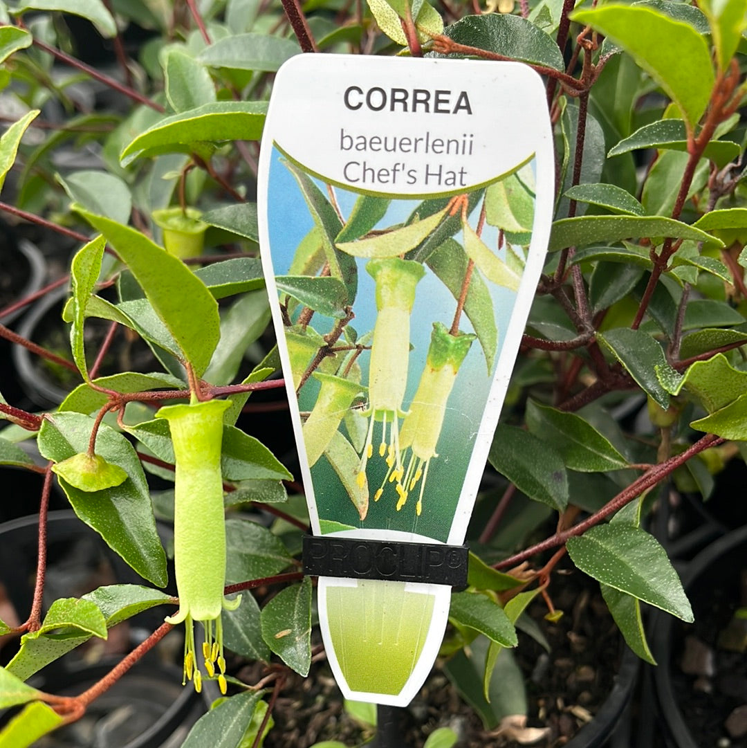 Correa baeuerlenii 'Chef's Hat' 14cm