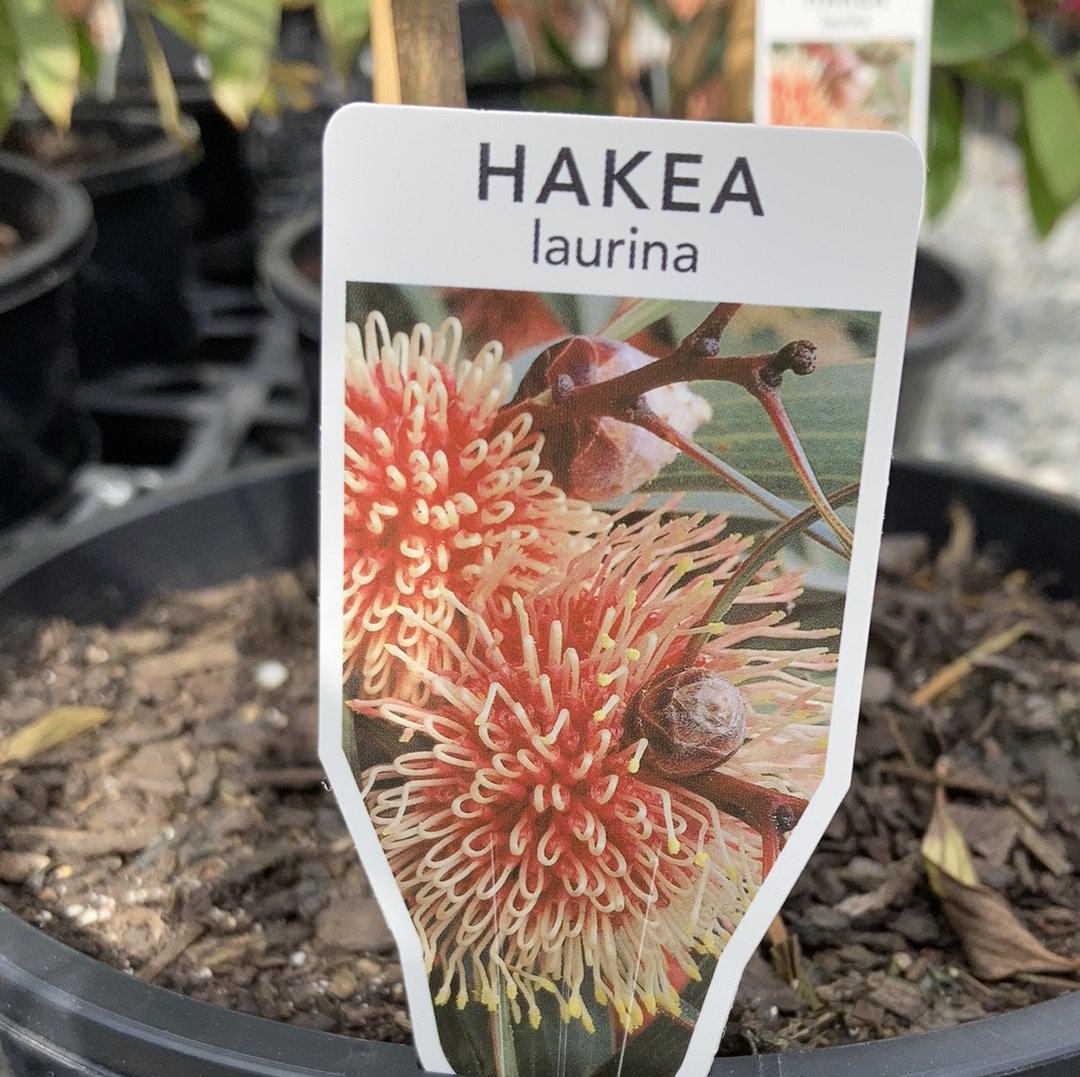 Hakea laurina 14cm