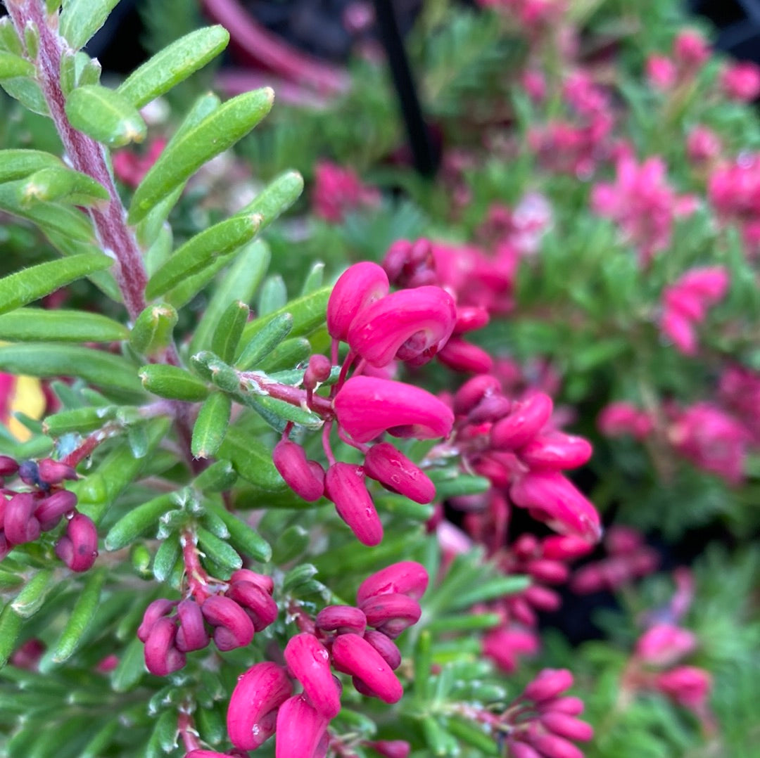 Grevillea lanigera ‘Woolly Bear Hero’ 14cm