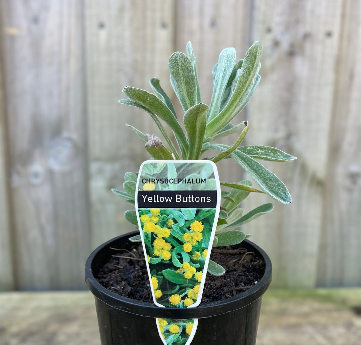 Chrysocephalum apiculatum 'Yellow Buttons' 14cm