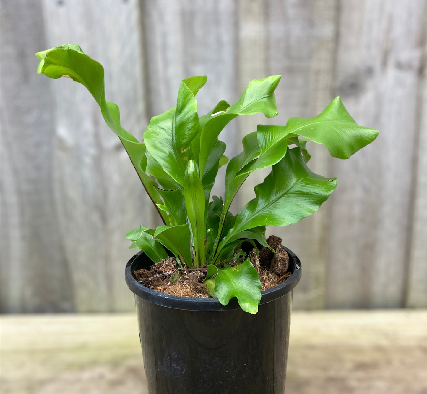 Asplenium nidus 'Birds Nest Fern' 14cm