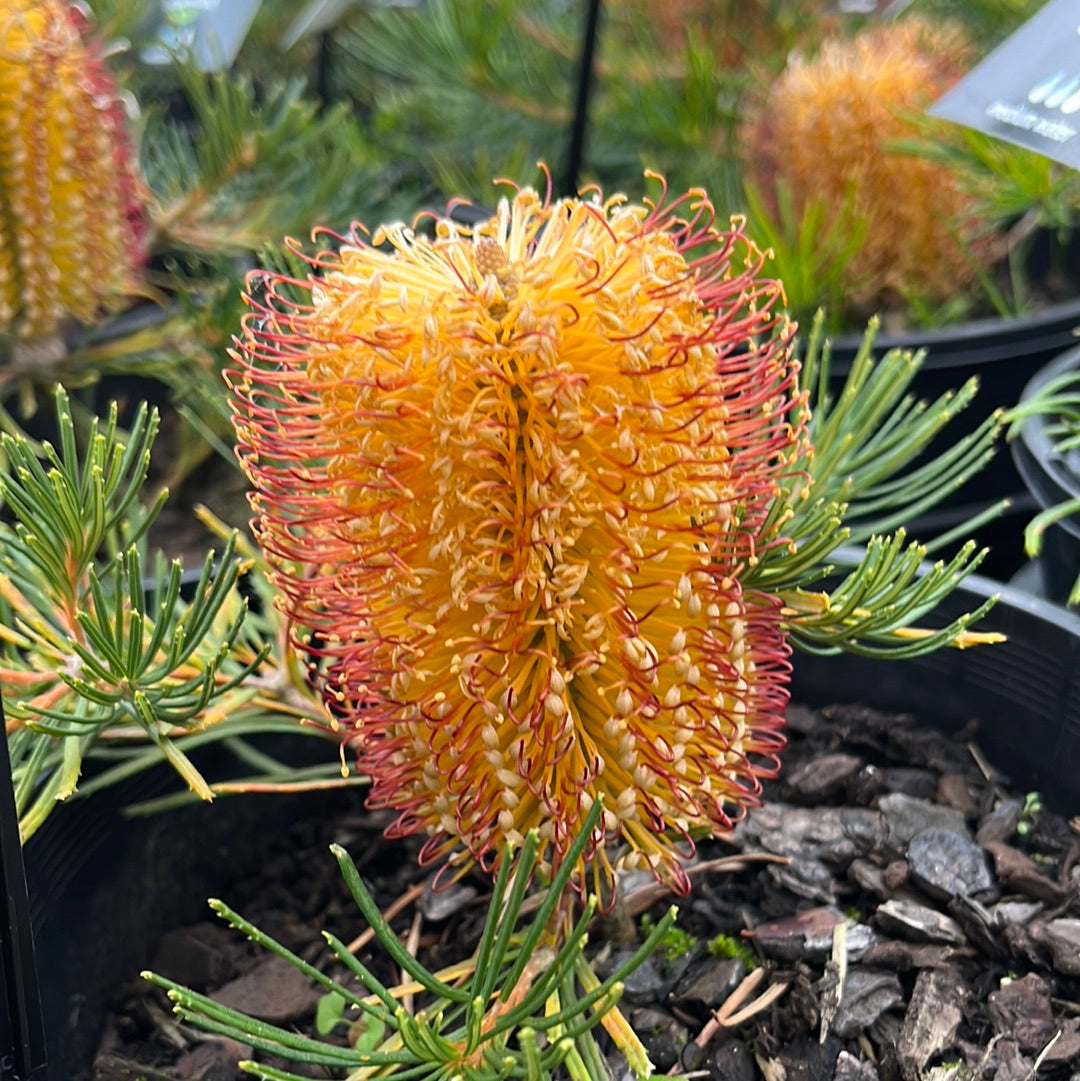 Banksia spinulosa 'Birthday Candles' 20cm