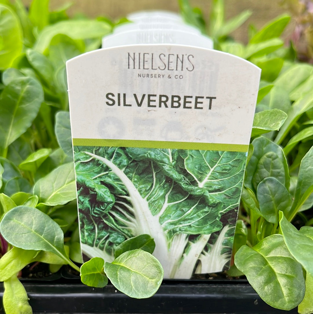 Silverbeet Punnet