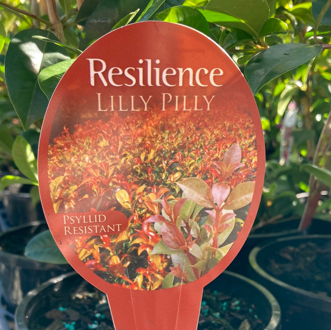 Syzygium ‘Resilience’ 14cm
