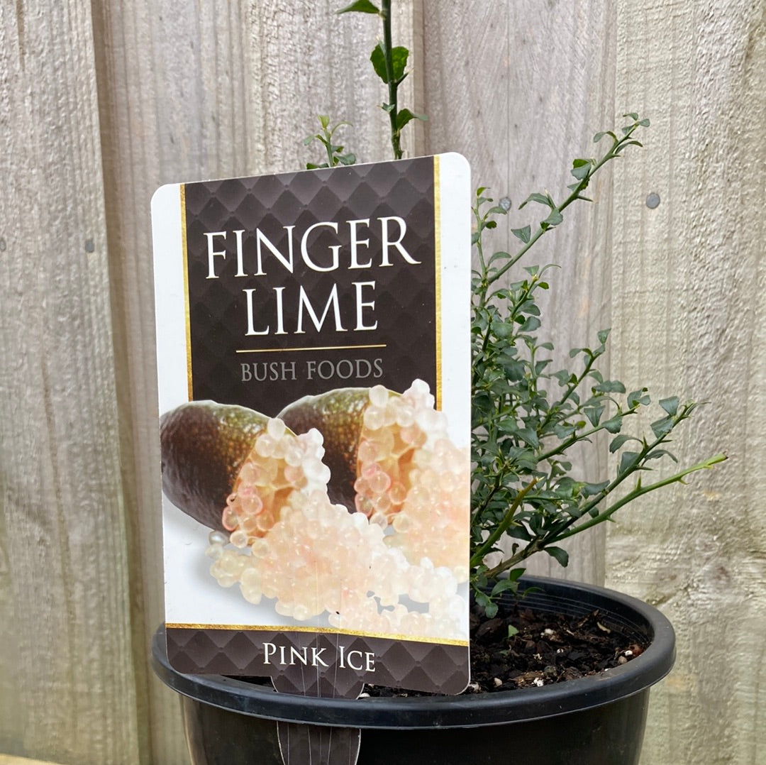 Microcitrus australasica Finger Lime 'Pink Ice' 18cm