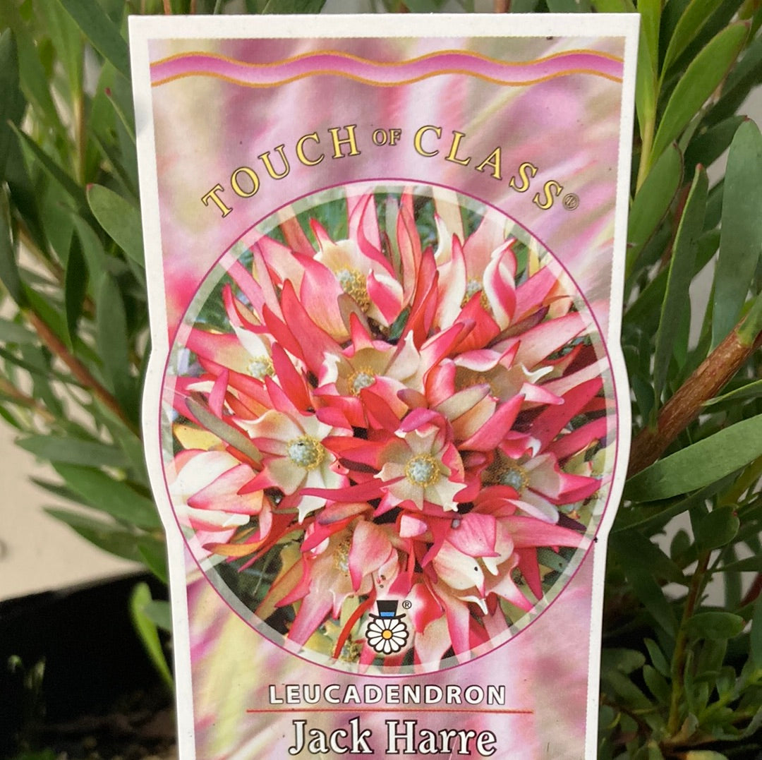 Leucadendron salignum 'Jack Harre' 18cm