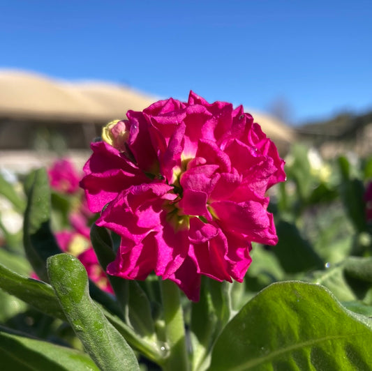 Matthiola incana 'Dwarf Stocks' 100mm