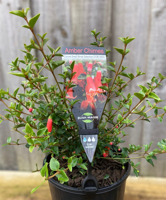 Correa 'Amber Chimes' 20cm