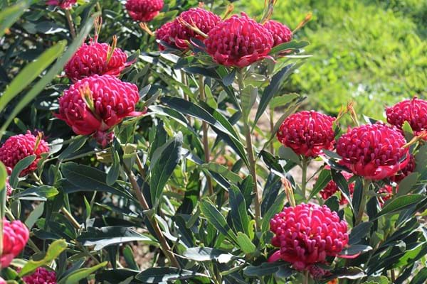 Telopea 'Corroboree' Waratah 20cm