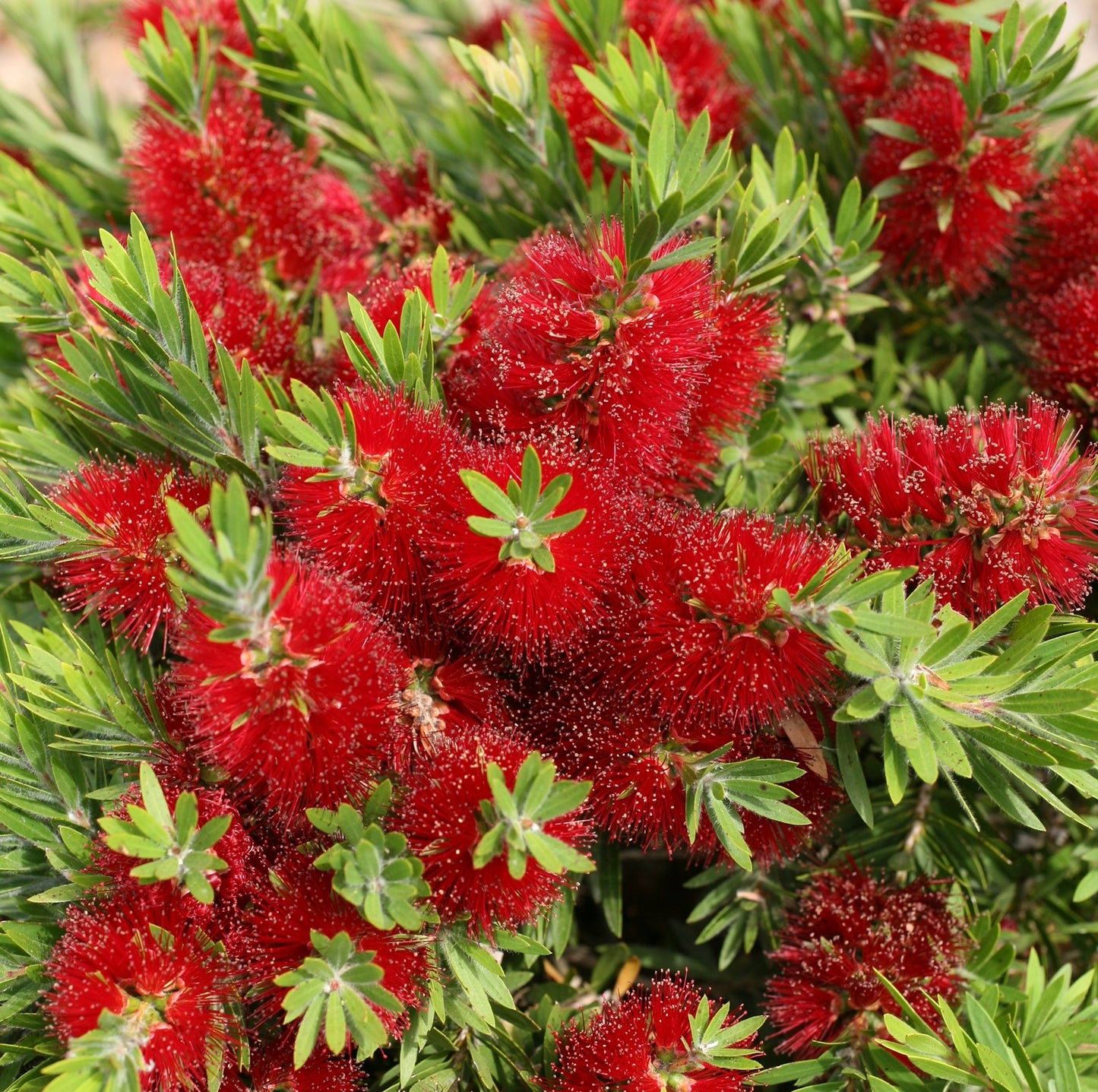 Callistemon viminalis hybrid, ‘Green Envy’ 7cm