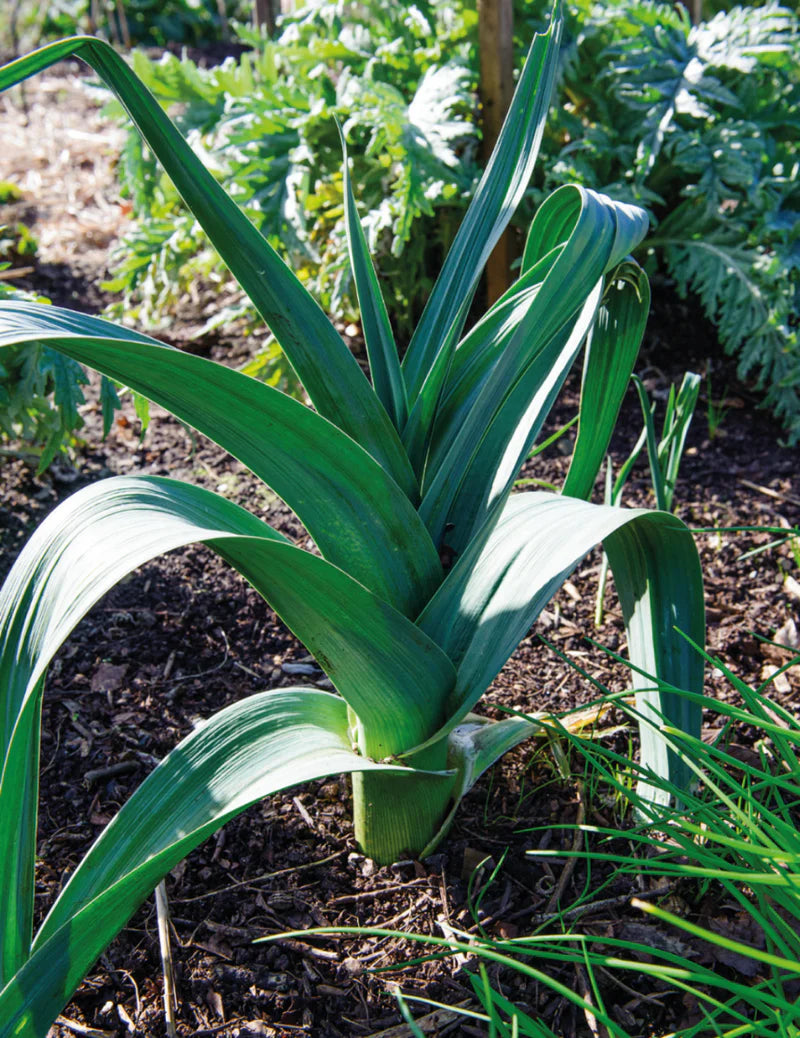 Leek Giant Elephant 250 Seeds
