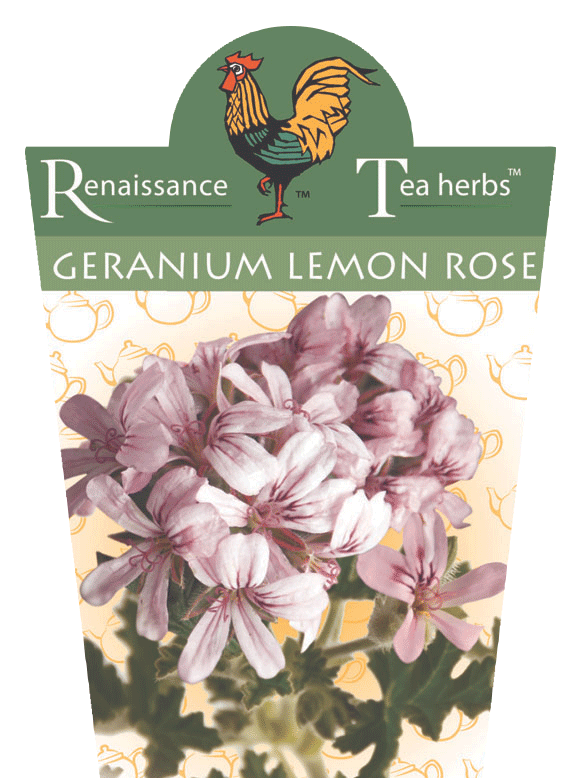 Geranium Lemon Rose 95mm
