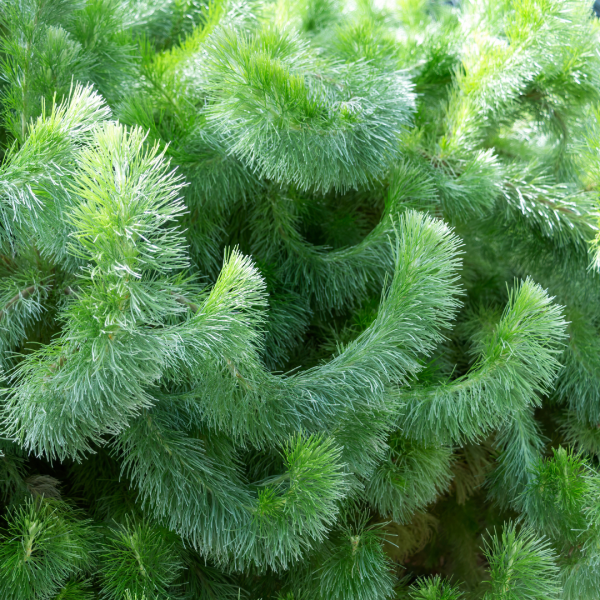 Adenanthos sericea 'Woolly Bush' 25cm
