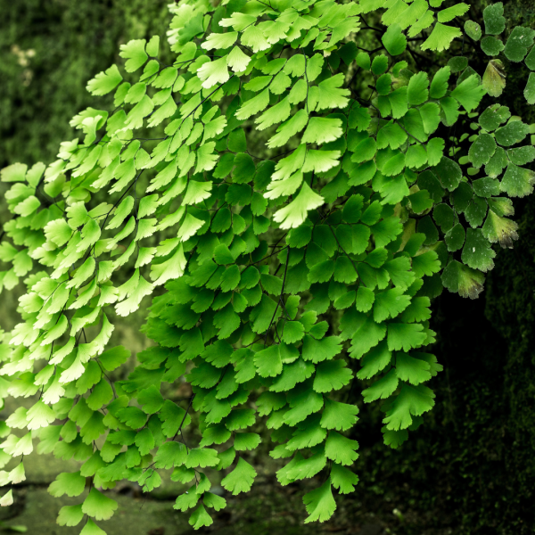 Adiantum hispidulum 'Rosy Maidenhair' Fern 7cm