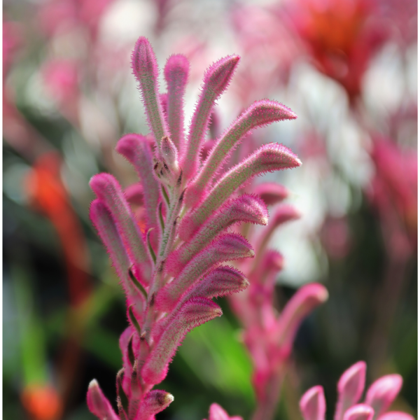 Anigozanthos 'Bush Pearl' 14cm
