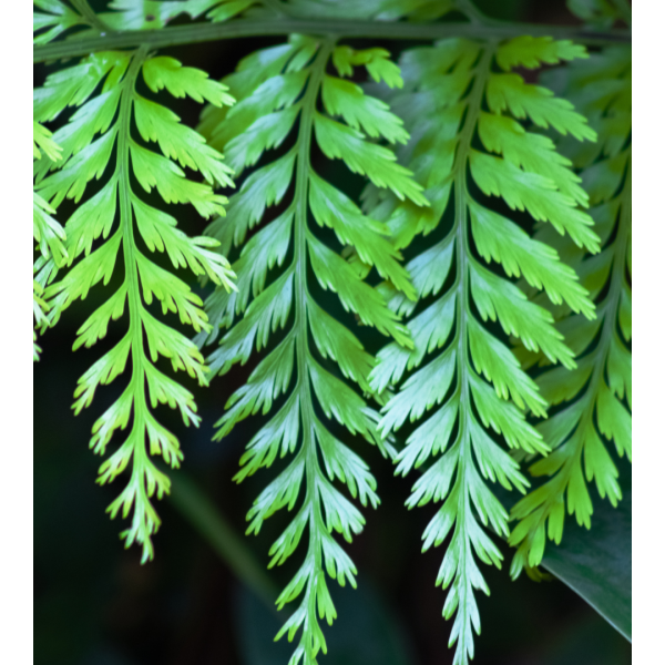 Asplenium bulbiferum 'Hen and Chicken Fern’ 7cm