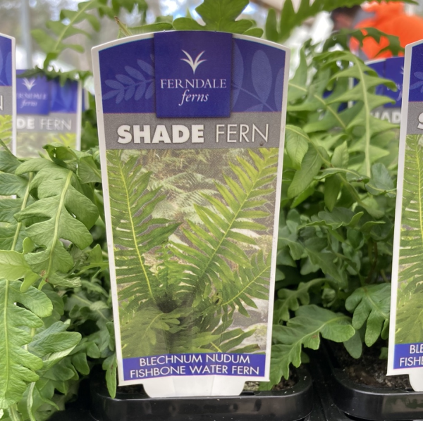 Blechnum nudum 'Fishbone Water Fern' 14cm