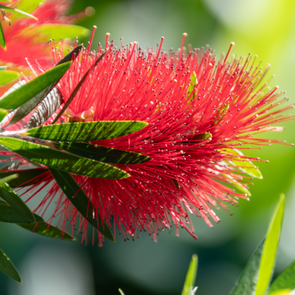 Callistemon ‘Four Seasons’ 14cm