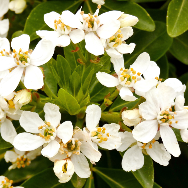 Choisya ternate ‘Mexican Orange Blossom’ 14cm