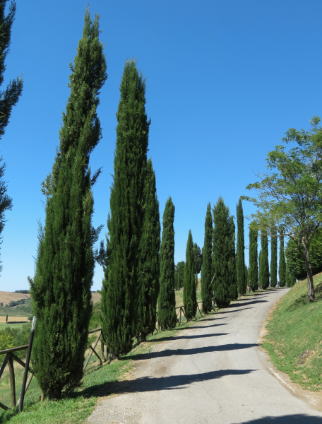 Cupressus sempervirens glauca 'Pencil Pine' 20cm