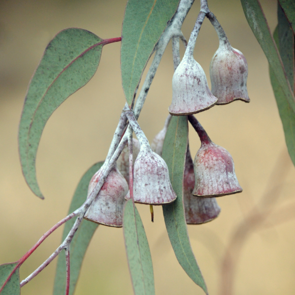 Eucalyptus 'Silver Princess' 25cm