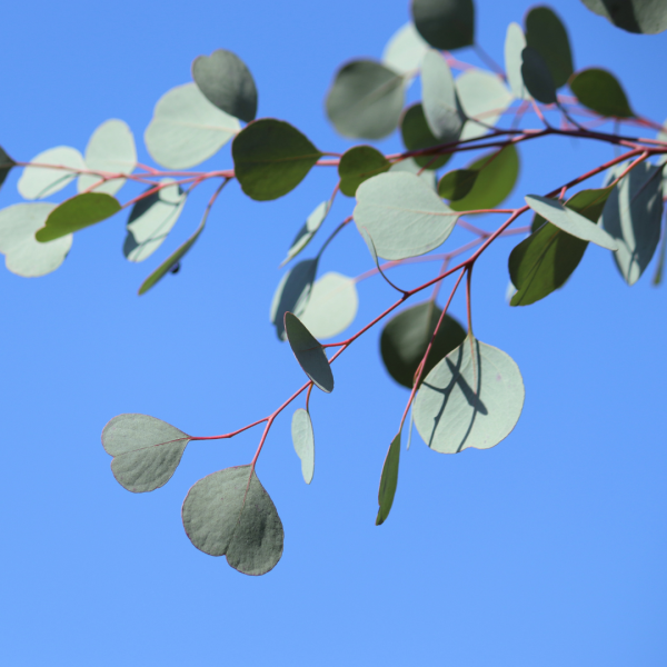 Eucalyptus polyanthemos ‘Red Box’ 20cm