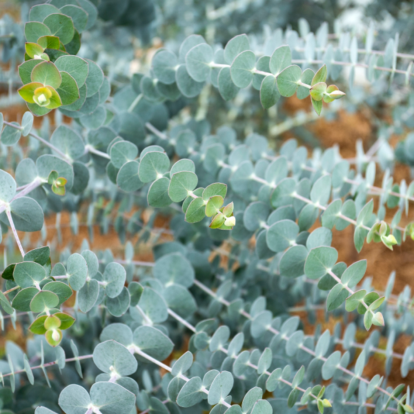 Eucalyptus pulverulenta 'Baby Blue' 20cm