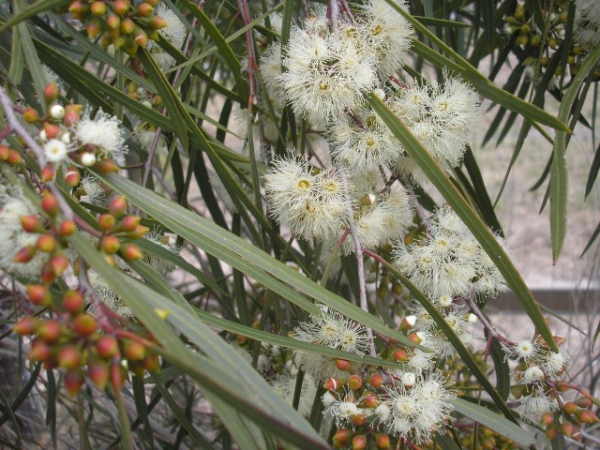 Eucalyptus viridis Winter Lights 14cm