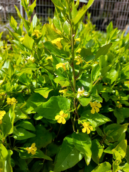 Goodenia ovata compact form 'Little Goodie' 7cm
