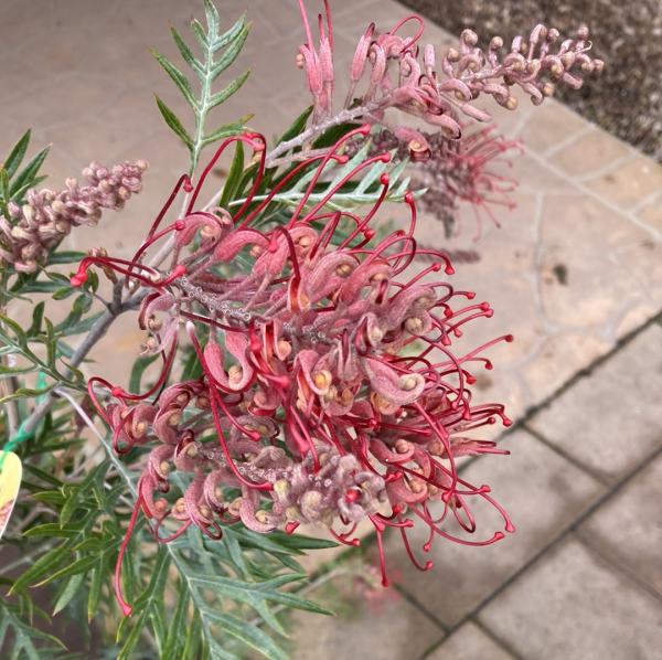 Grevillea 'Little Robyn' 14cm