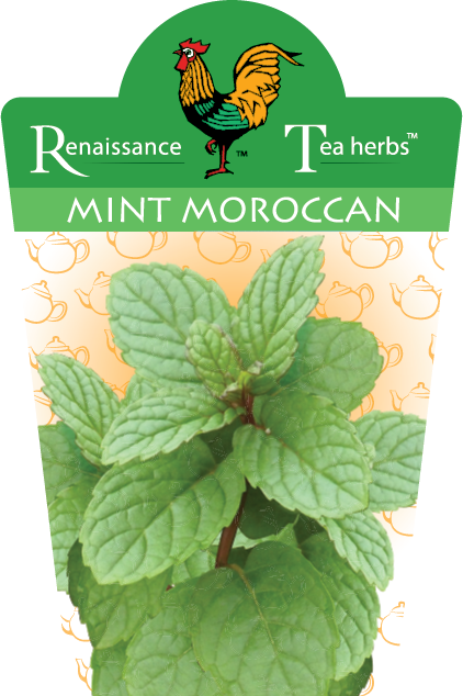 Mint - Moroccan Tea Mentha 95mm