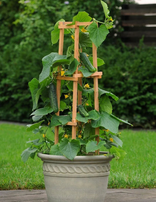 Cucumber Patio Snacker F1 10 Seeds