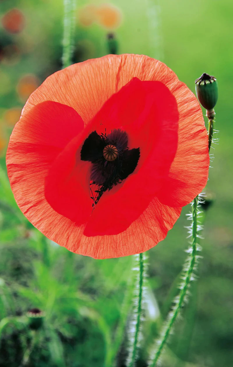 Poppy Flanders Red Remembrance 2000 Seeds