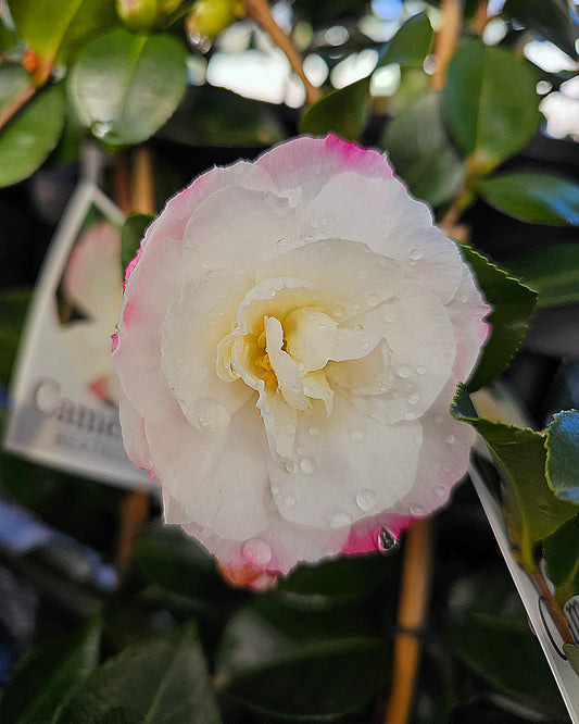 Camellia sasanqua 'Beatrice Emily' 14cm