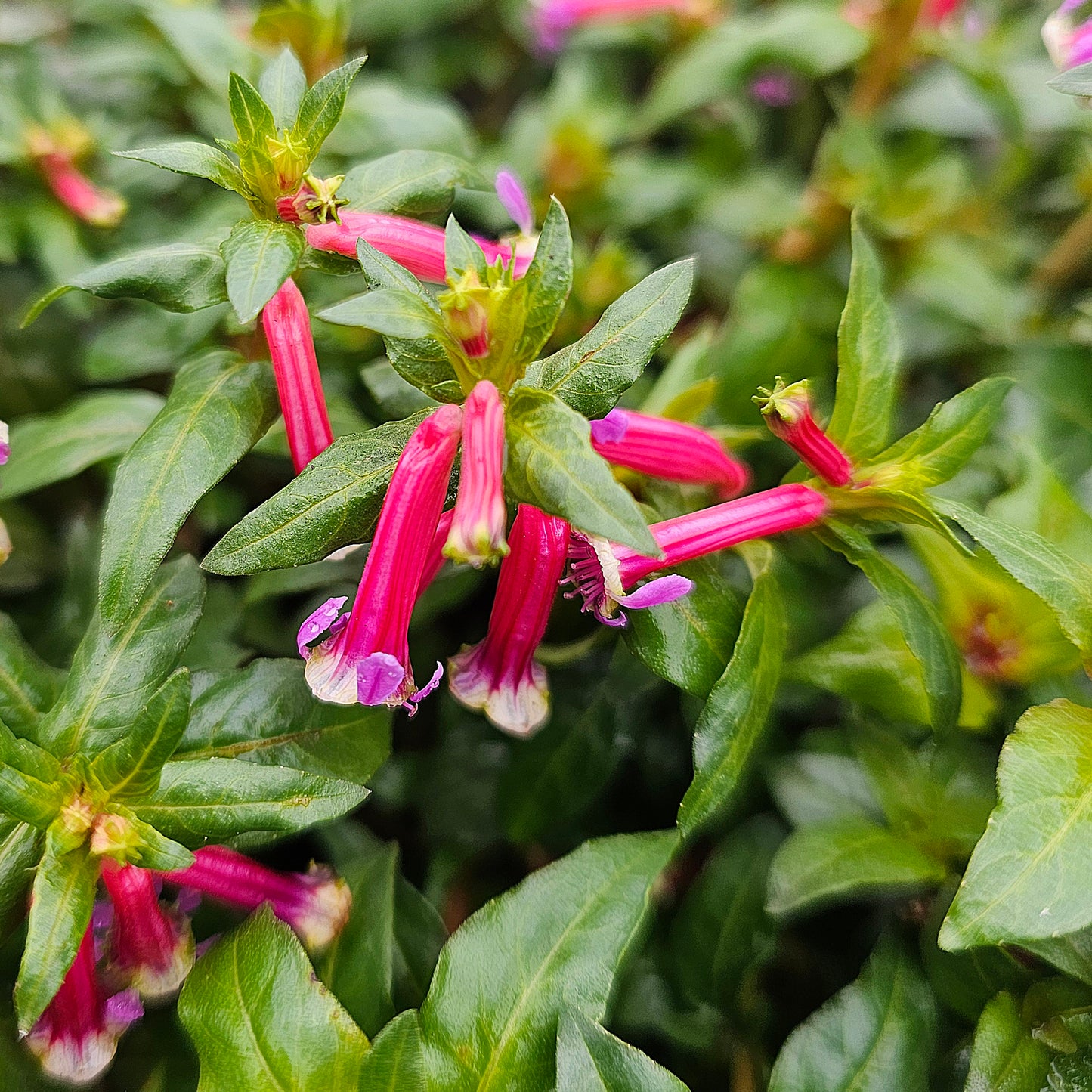 Cuphea 'Sparkler Blueberry' 14cm