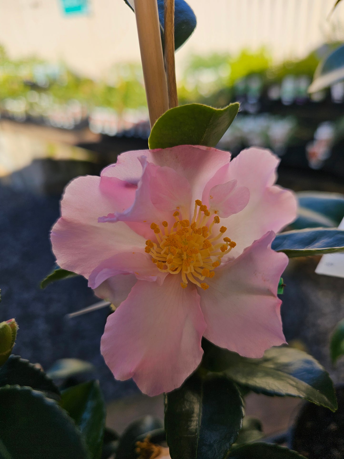 Camellia sasanqua 'Exquisite' 14cm