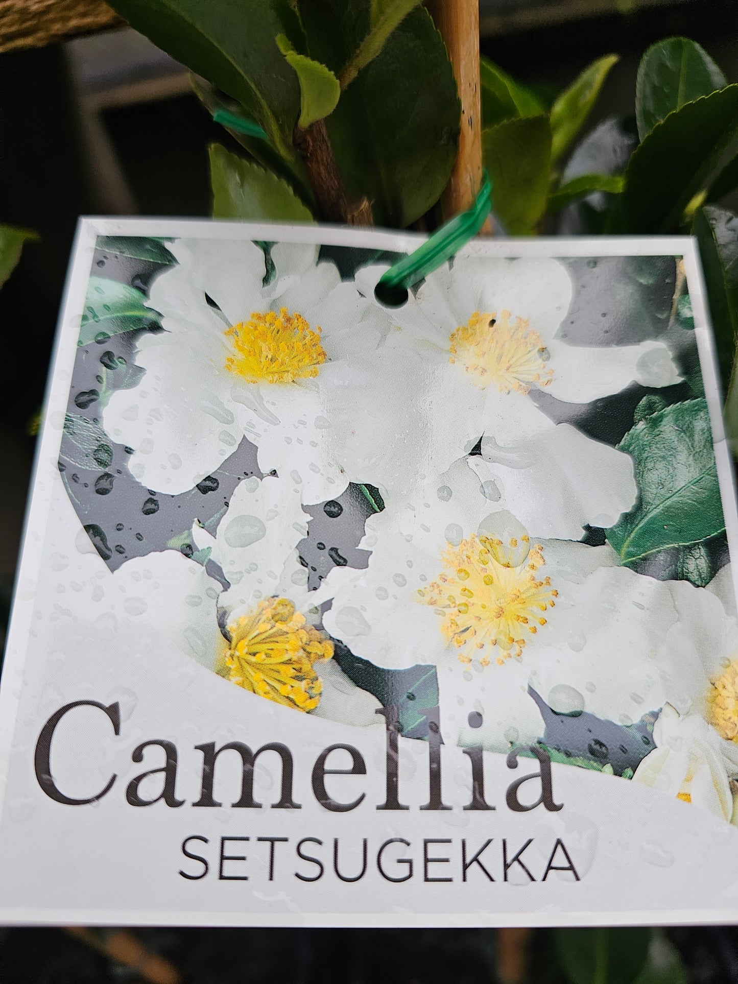 Camellia sasanqua 'Setsugekka' 14cm