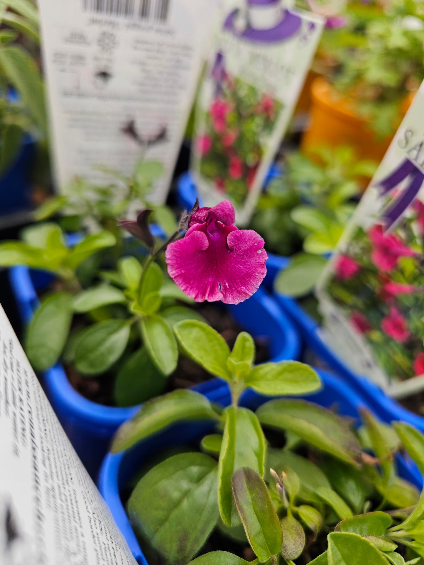 Salvia greggii 'Merlot' 95mm