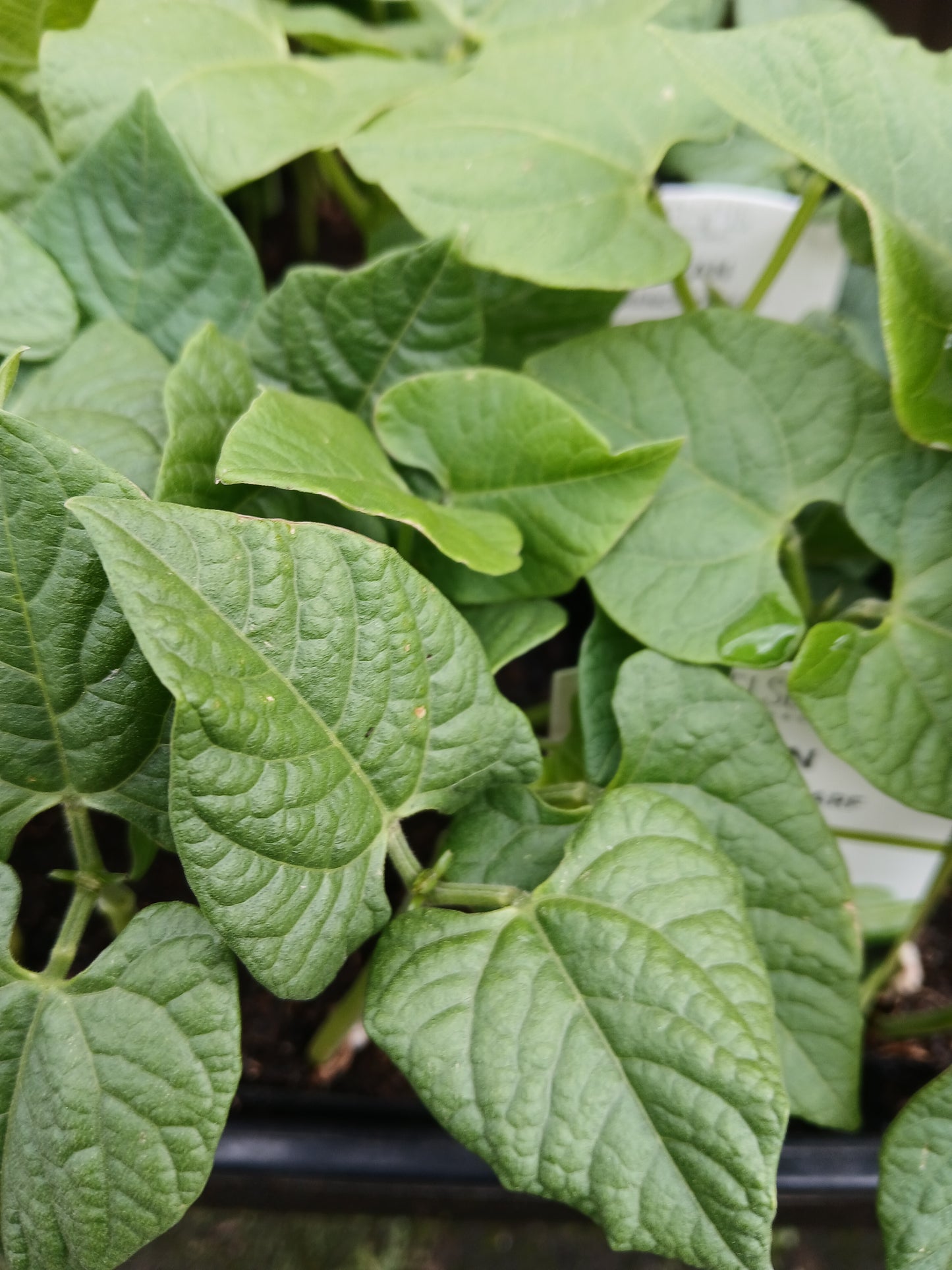 Bean 'French Dwarf' Punnet