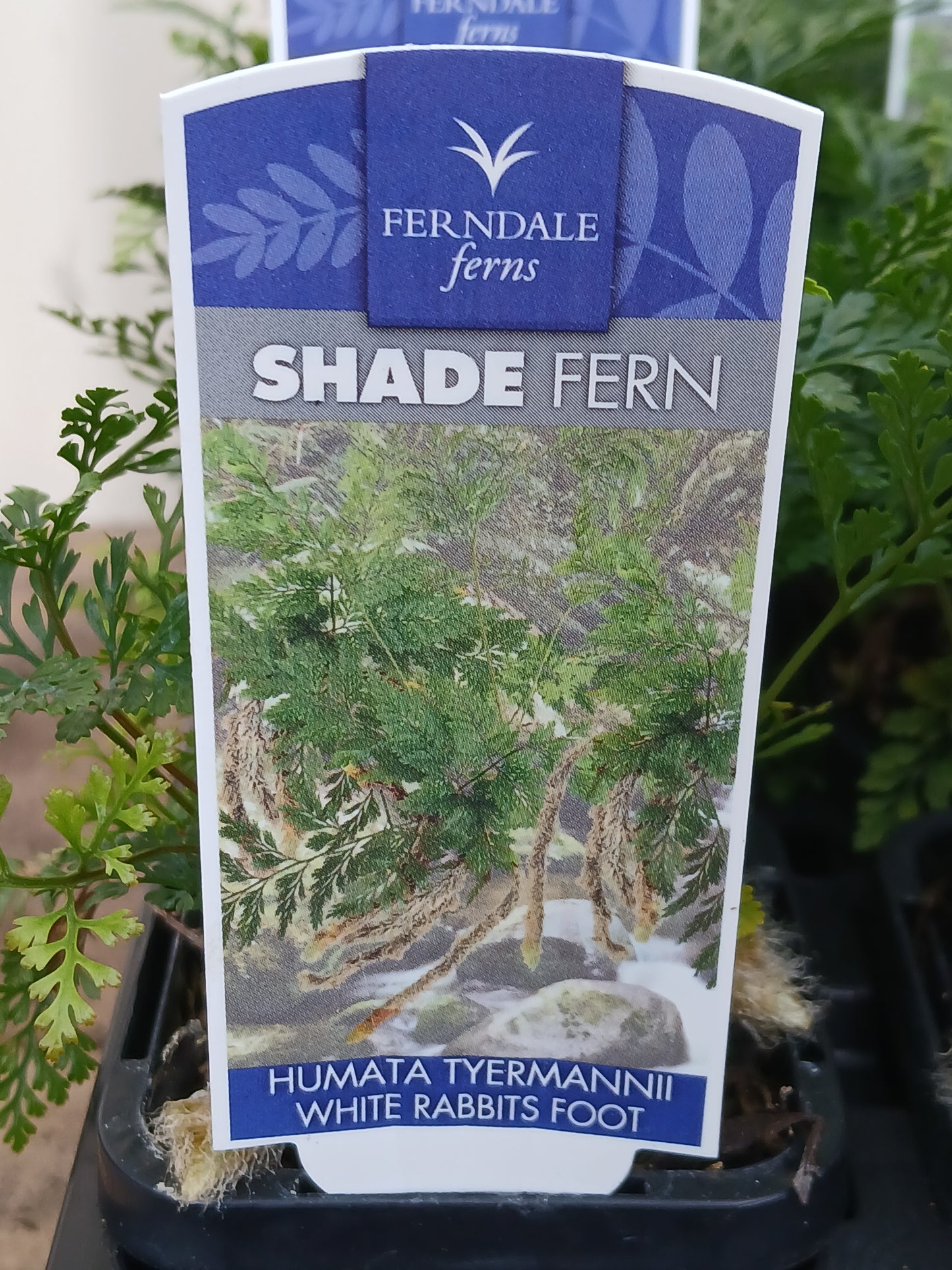 Humata tyermannii 'White Rabbits Foot' 7cm