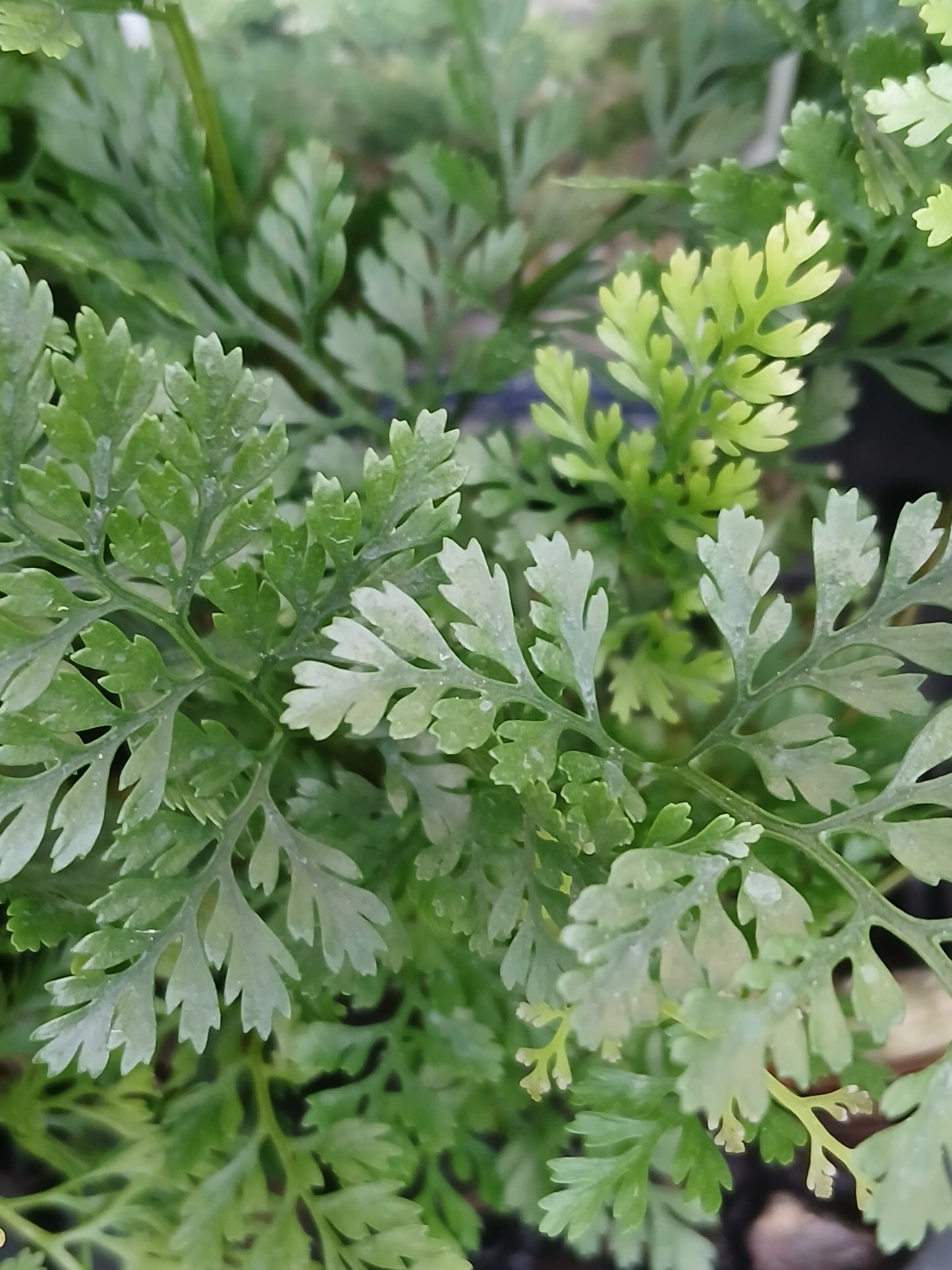 Humata tyermannii 'White Rabbits Foot' 7cm