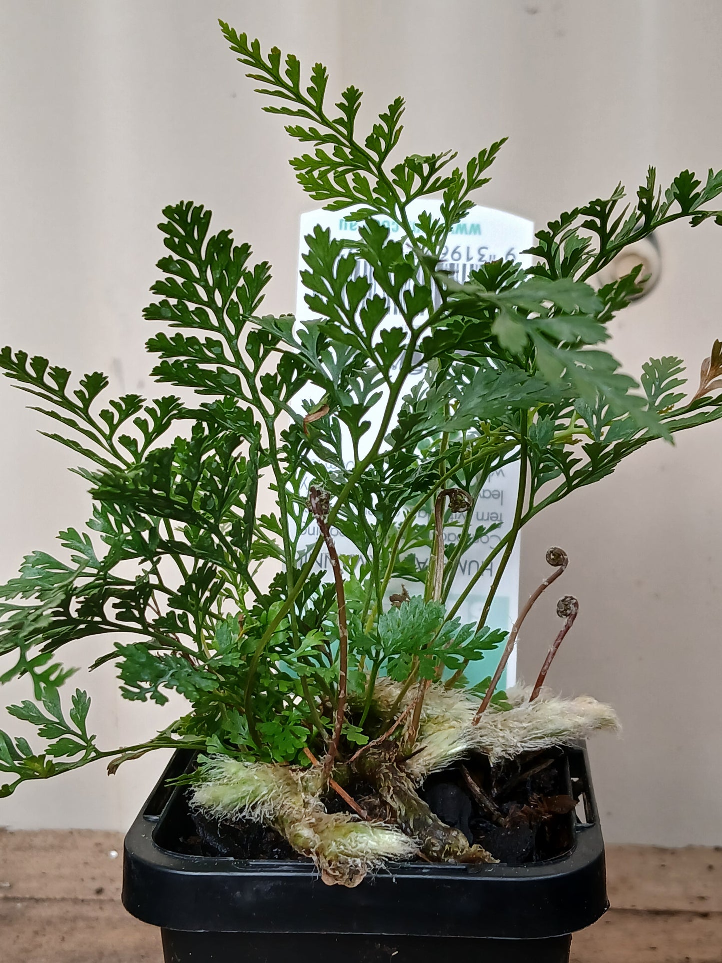 Humata tyermannii 'White Rabbits Foot' 7cm