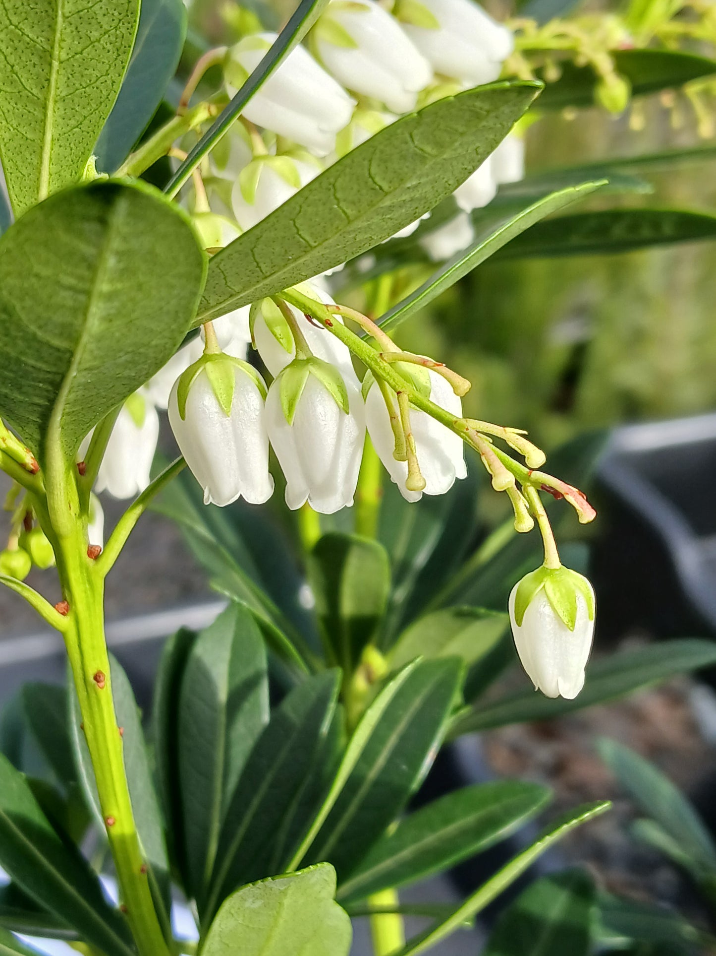 Pieris japonica 'Temple Bells' 20cm