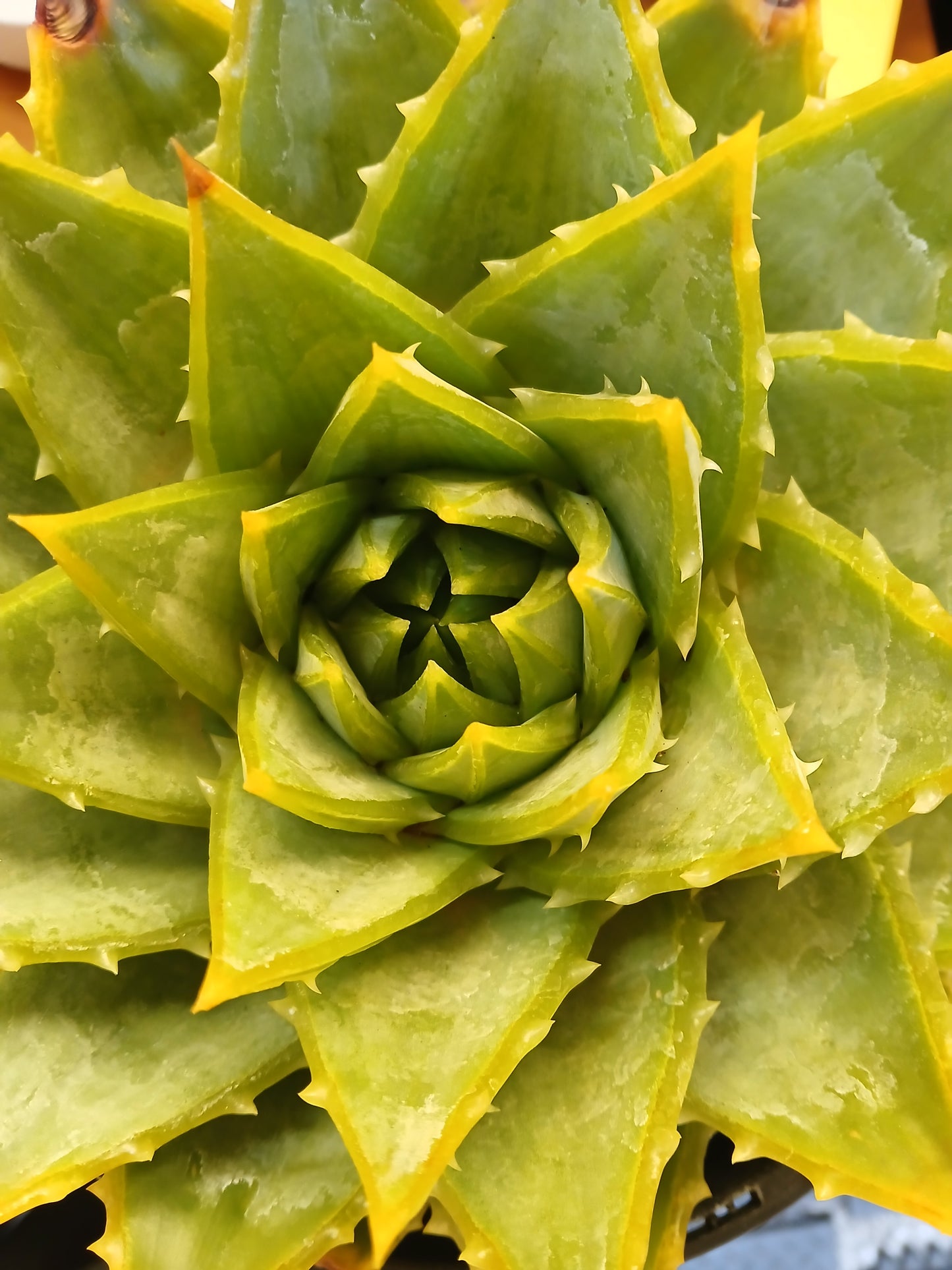 Aloe polyphylla 20cm