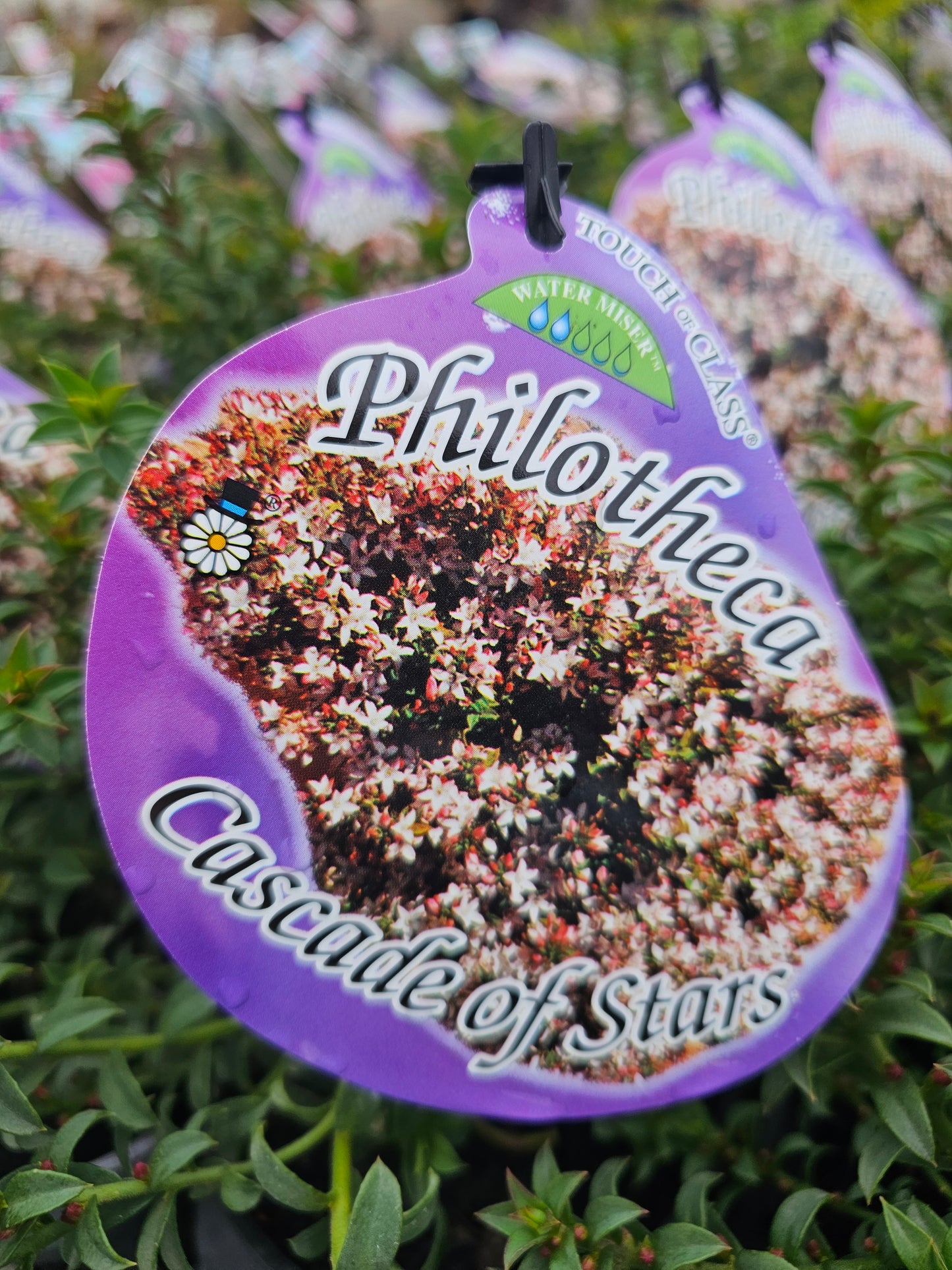 Philotheca buxifolia 'Cascade of Stars' 14cm
