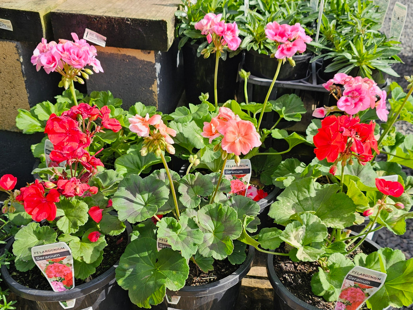 Pelargonium/Geranium Mix 19cm