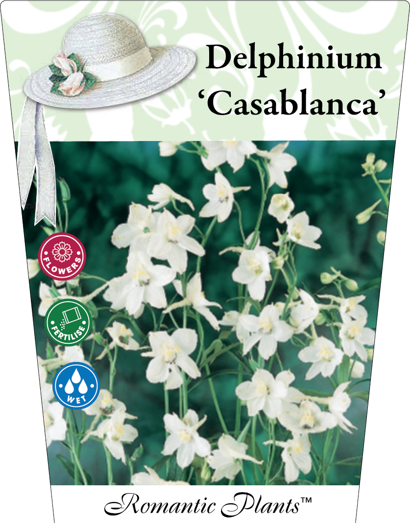 Delphinium ‘Casablanca’ 95mm
