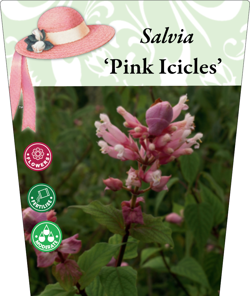 Salvia involucrata 'Pink Icicles' 95mm
